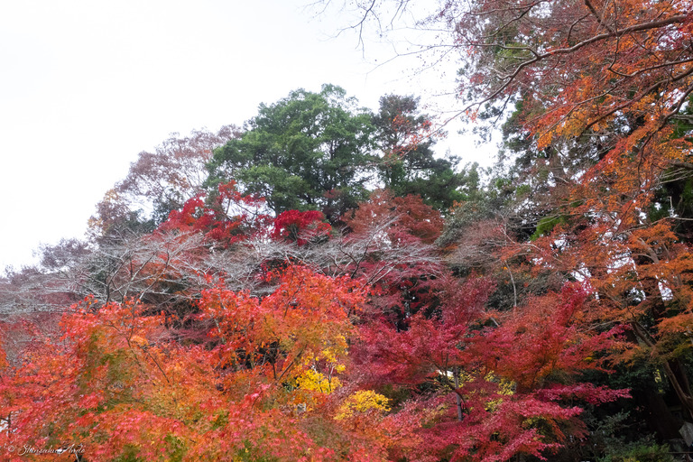 高尾山の紅葉_1