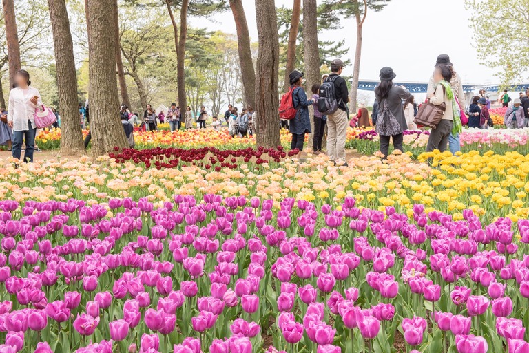 国営ひたち海浜公園のチューリップ2016年4月22日-5