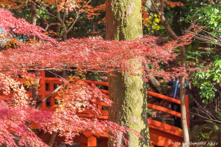 小石川後楽園の紅葉20151212-12