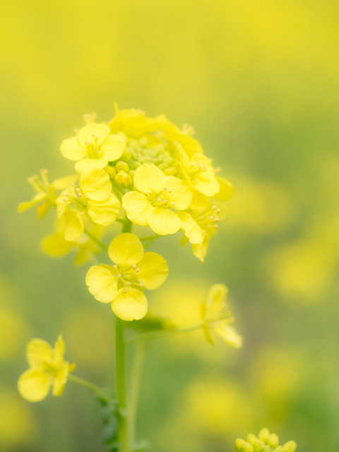 菜の花畑-4