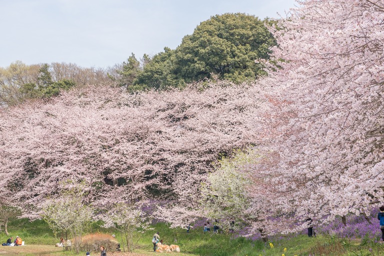 長津川遊水池の桜｜20160406‐4