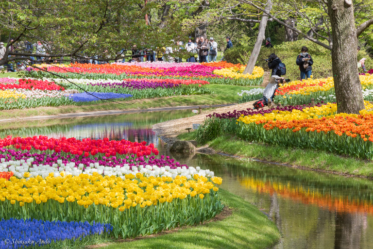 昭和記念公園_渓流広場のチューリップ2018_14