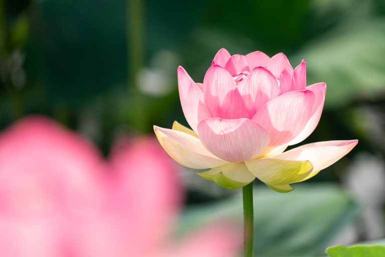 中山法華経寺_龍王池の蓮の花_2
