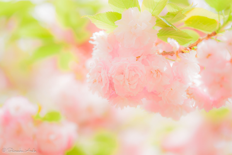 長津川遊水池の八重桜20170422