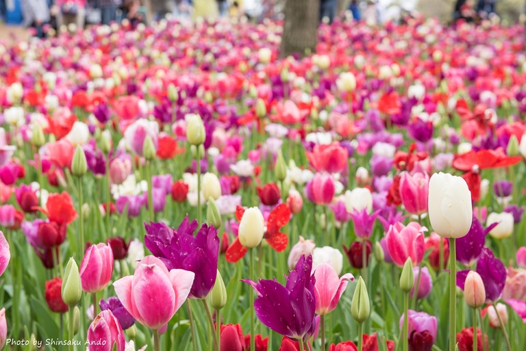 国営ひたち海浜公園のチューリップ2016年4月22日-3