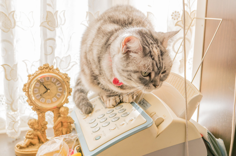 ねこの電話番-2