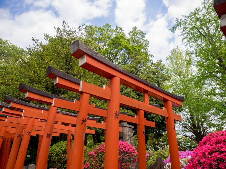 根津神社｜文京つつじまつり20150425-12