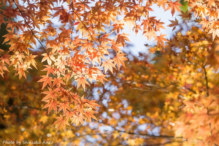 小石川後楽園の紅葉20151212-７