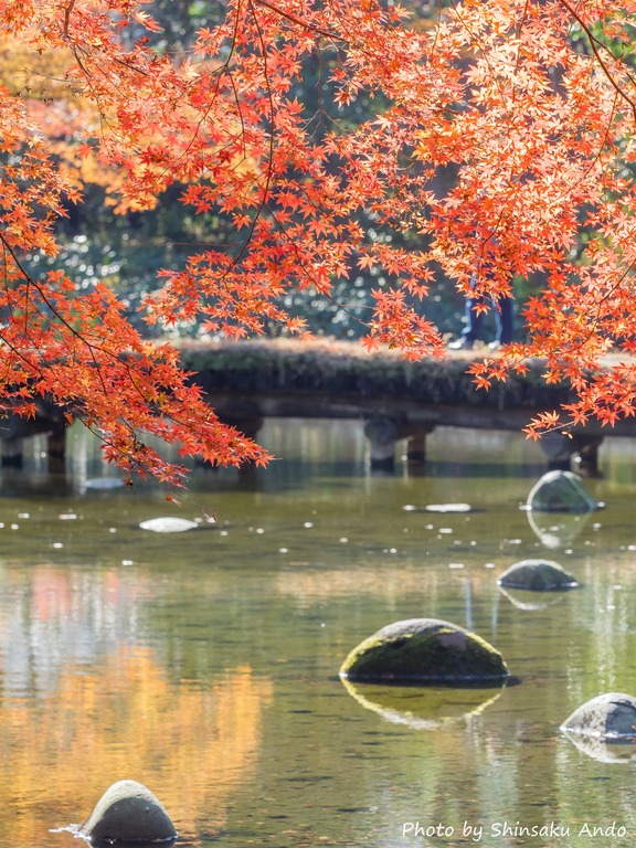 小石川後楽園の紅葉20151212-13