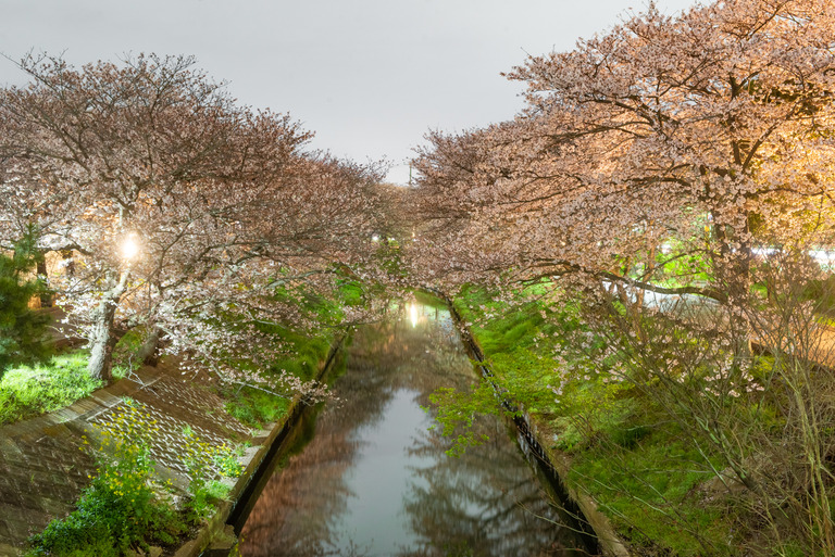 海老川の夜桜2020