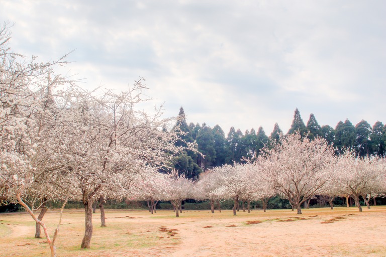 昭和の森公園｜梅の花20160227-9