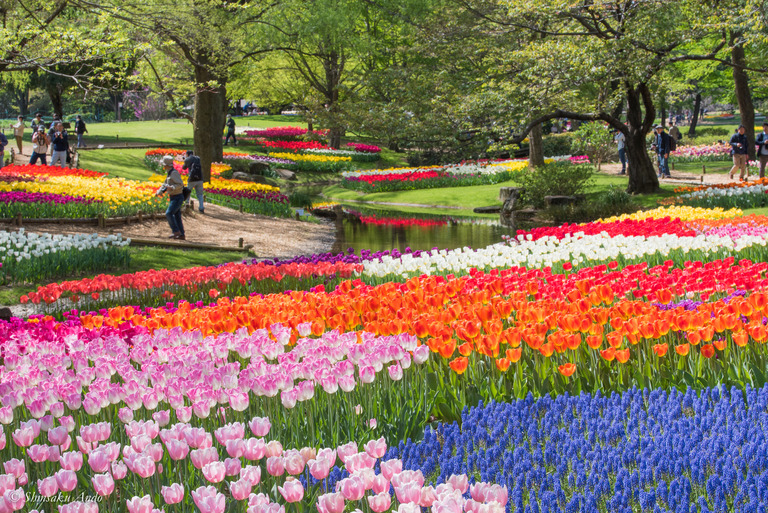 昭和記念公園_渓流広場のチューリップ2018_4