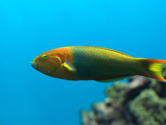 カラフルな魚③