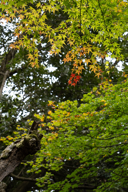 高尾山の紅葉ハイキング_3