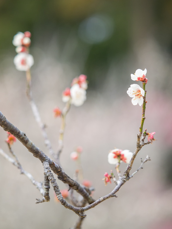 昭和の森公園｜梅の花20160227-6