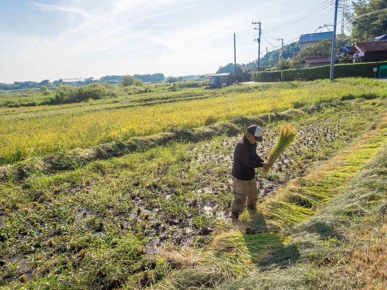 山田農場の一年：９月｜稲刈り‐10