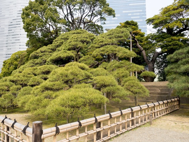 三百年の松