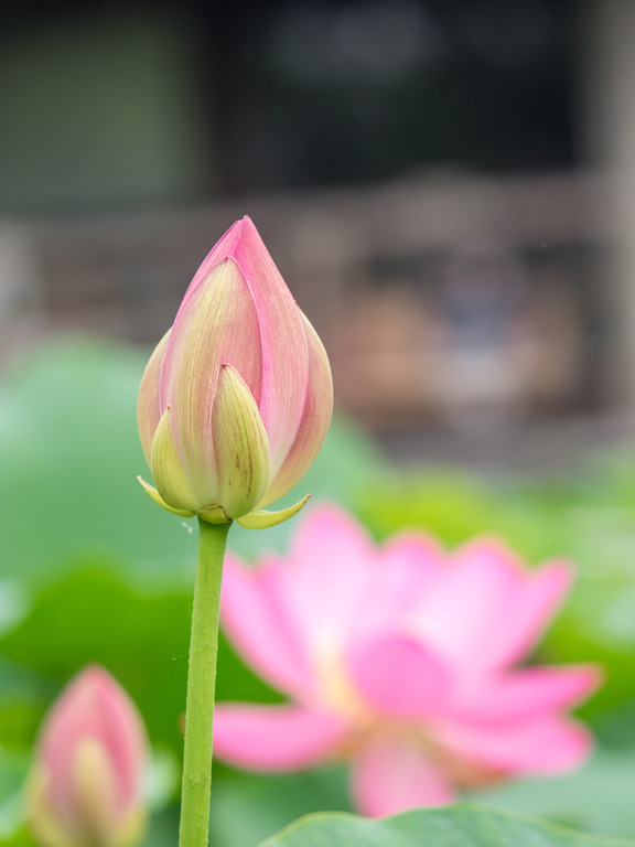 千葉公園の大賀ハス20150614-7