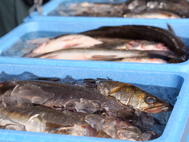 お魚販売