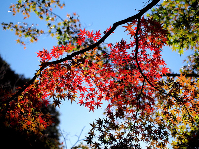 紅葉１