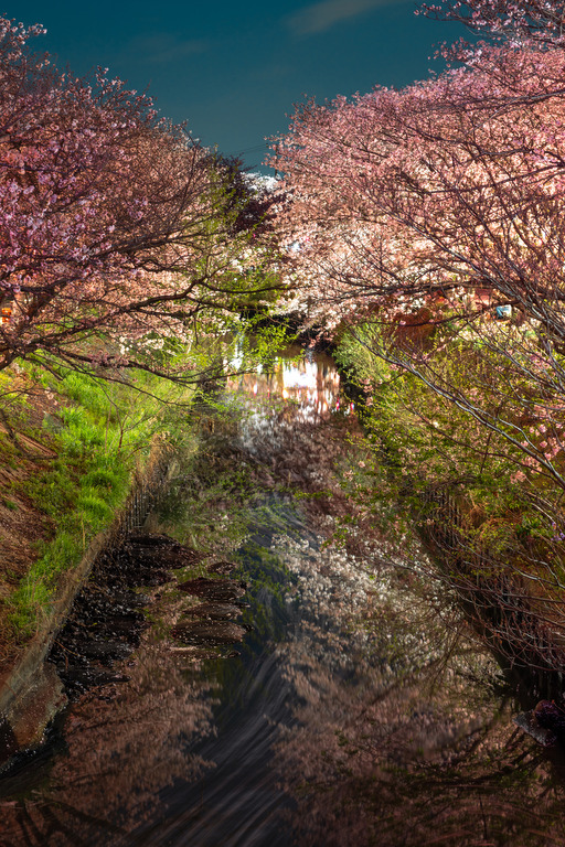海老川の夜桜2025_2