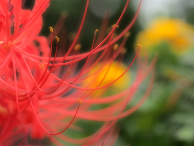 彼岸花20140908-01