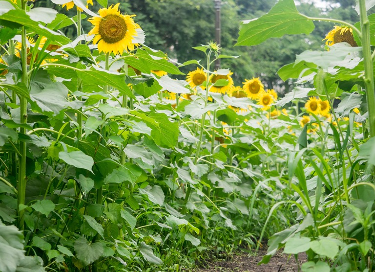 金杉小学校そばのひまわり畑20150704-7