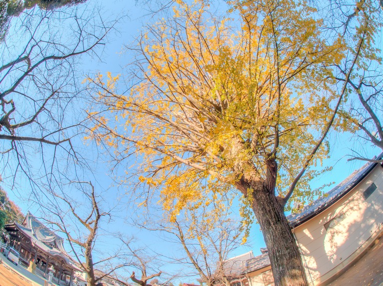 御滝不動尊の紅葉-７