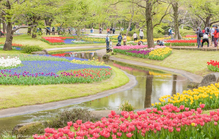 国営昭和記念公園のチューリップ（渓流広場）2016年4月16日‐6