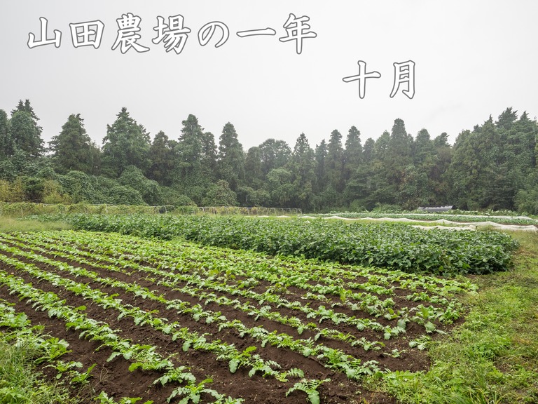 山田農場の一年・十月（枝豆の会）1‐タイトル