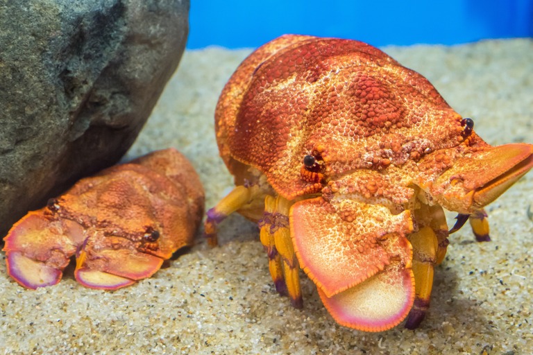 ワラジエビ