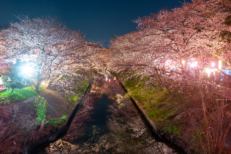 海老川の夜桜2019_2_small