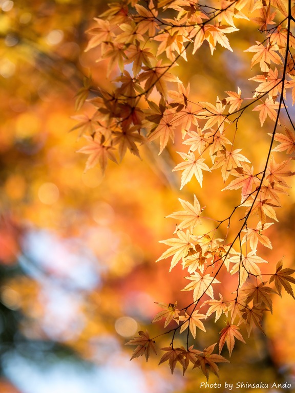 小石川後楽園の紅葉20151212-８