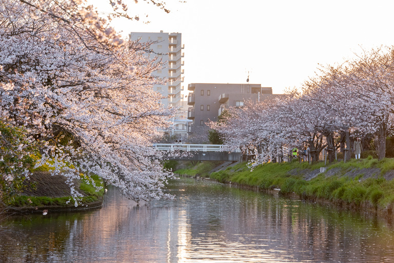 海老川 _夕暮れの桜