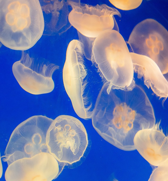 新江ノ島水族館-9（クラゲショー）