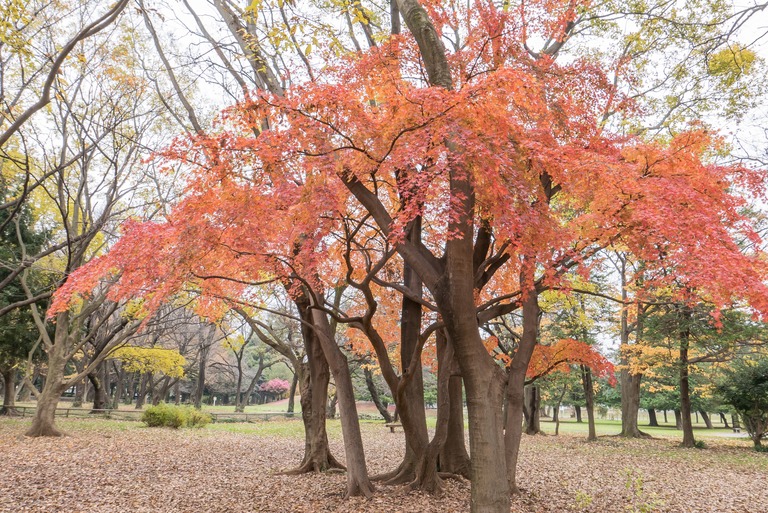 公園-1
