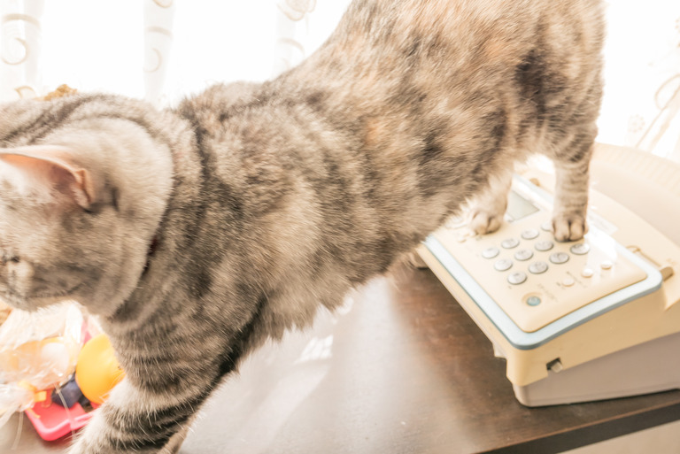 ねこの電話番-3