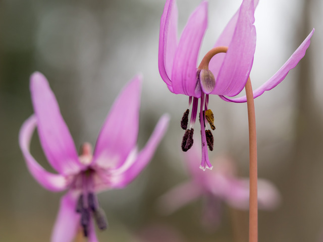 カタクリの花20150329-2