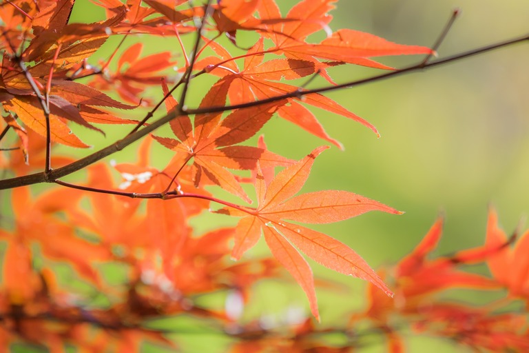 御滝不動尊の紅葉-４
