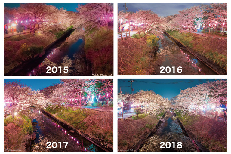 海老川の夜桜2015〜2018