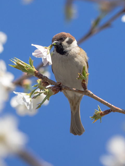 すずめと桜