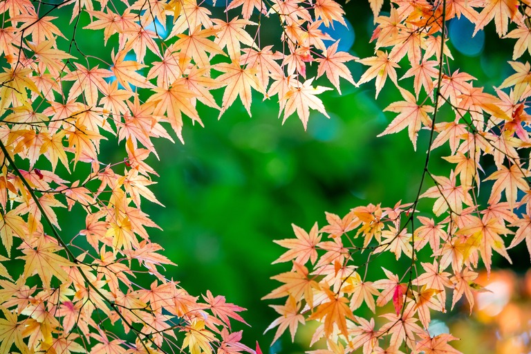 小石川後楽園の紅葉20151212-９