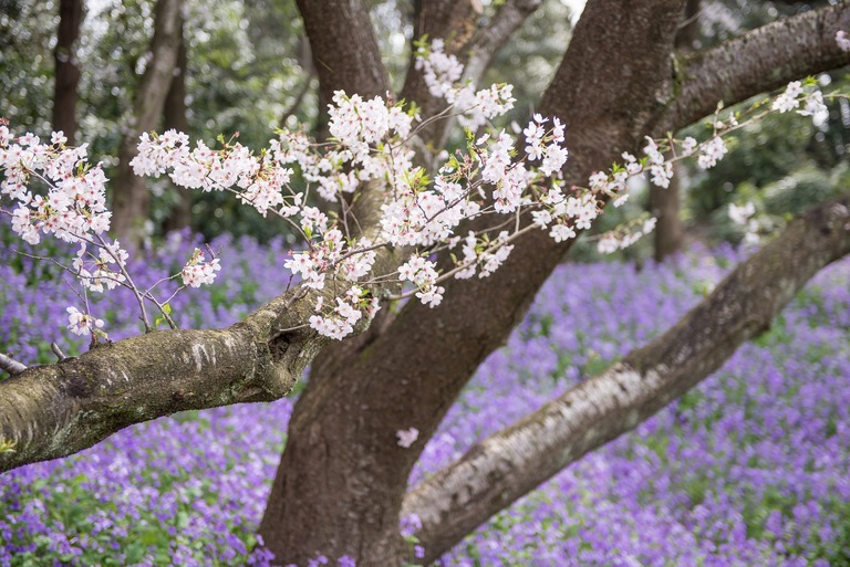ムラサキナノハナと桜