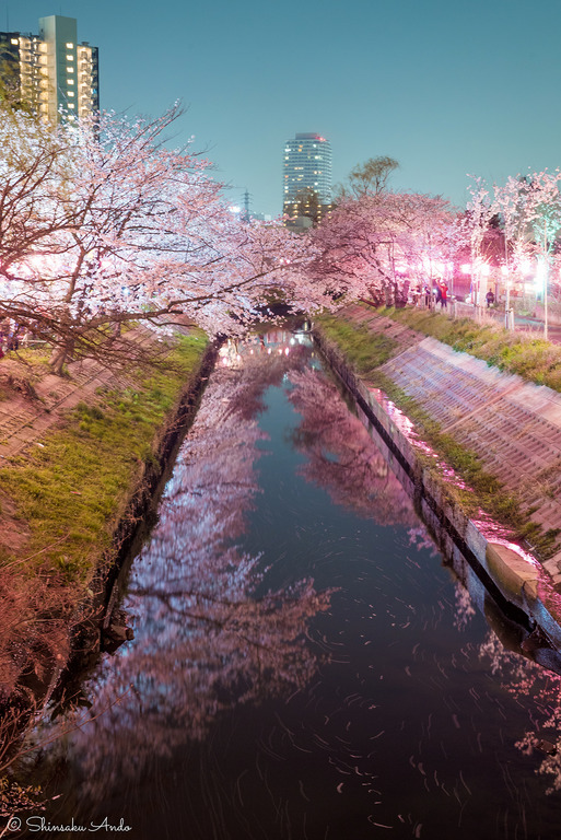 海老川の夜桜20180328_4