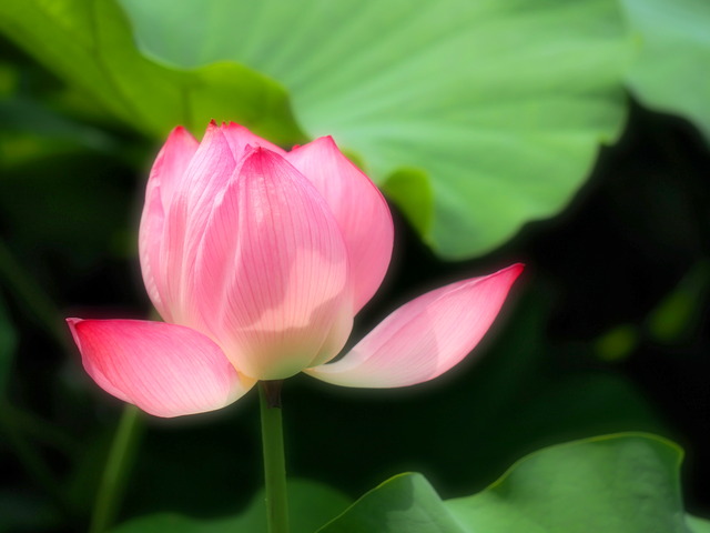 不忍池の蓮の花20140712-1