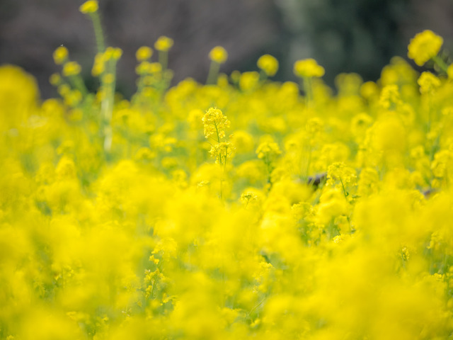 菜の花畑-2