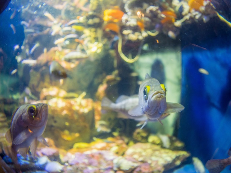 新江ノ島水族館-4