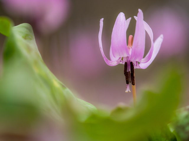 カタクリの花20150329-7