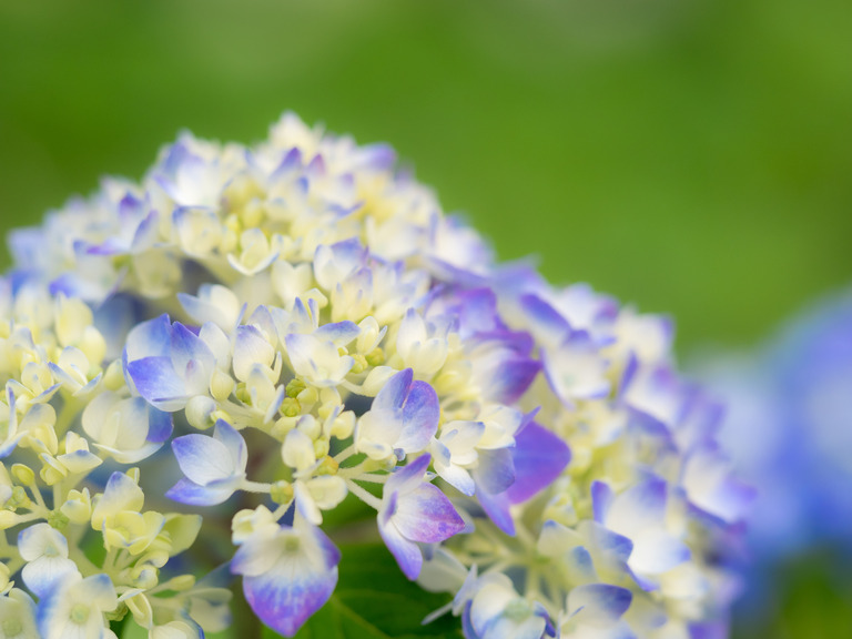 色づき始めた紫陽花