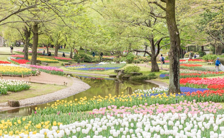 国営昭和記念公園のチューリップ（渓流広場）2016年4月16日‐1